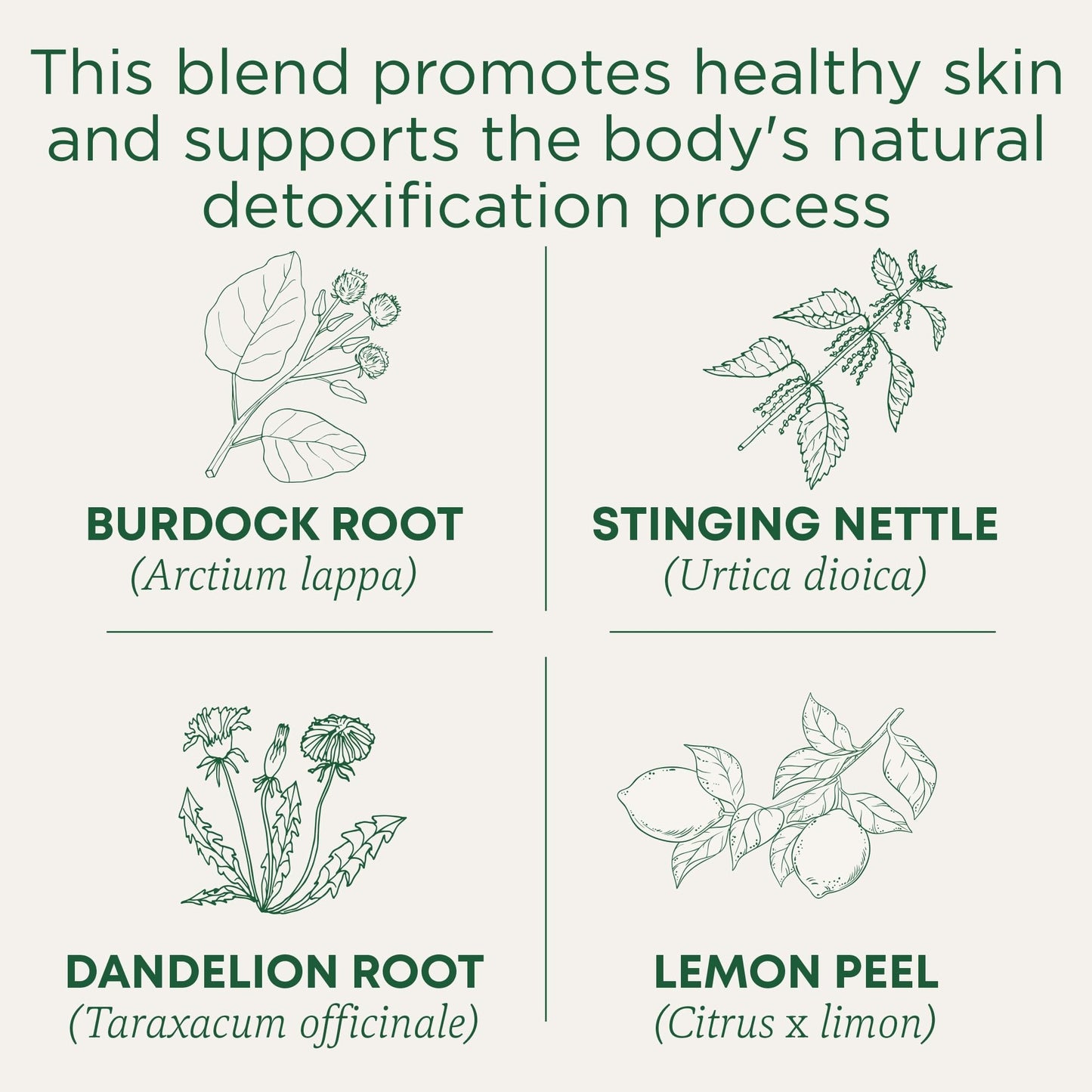 Traditional Medicinals Tea, Organic EveryDay Detox Lemon, Supports Healthy Skin & Liver Function, Detox, 16 Count (Pack of 6)